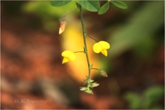 Crotalaria orixensis
